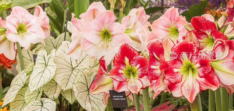 英国伦敦的hipeastrum 'Flamenco Queen' (Amaryllis)